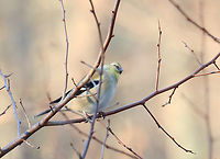 American Goldfinch - Spinus tristis I've created the tag "talking to birds" for some of my bird photos. I noticed that when I talk to birds, most tilt their heads and appear to listen. It's comical and very cute. This bird was so funny -- compare the two photos. This is the one I took while I was talking to it. It tilted its head so far, lol.<br />
<br />
Habitat: Rural backyard<br />
https://www.jungledragon.com/image/157166/american_goldfinch_-_spinus_tristis.html American goldfinch,Geotagged,Spinus,Spinus tristis,United States,Winter,goldfinch,talking to birds