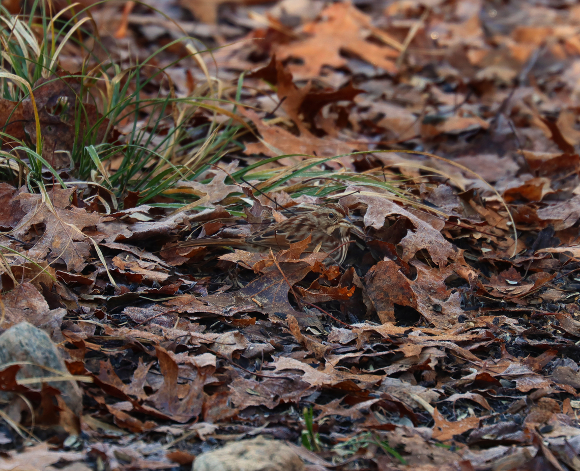 Song Sparrow - Melospiza melodia Camouflage.<br />
<br />
Habitat: Rural backyard Geotagged,Melospiza,Melospiza melodia,Song Sparrow,United States,Winter,sparrow