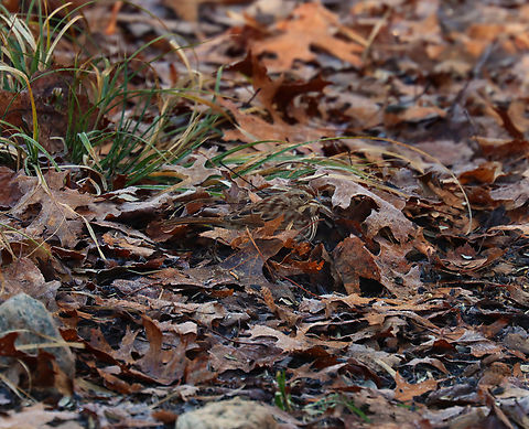 Song Sparrow - Melospiza melodia Camouflage.

Habitat: Rural backyard Geotagged,Melospiza,Melospiza melodia,Song Sparrow,United States,Winter,sparrow