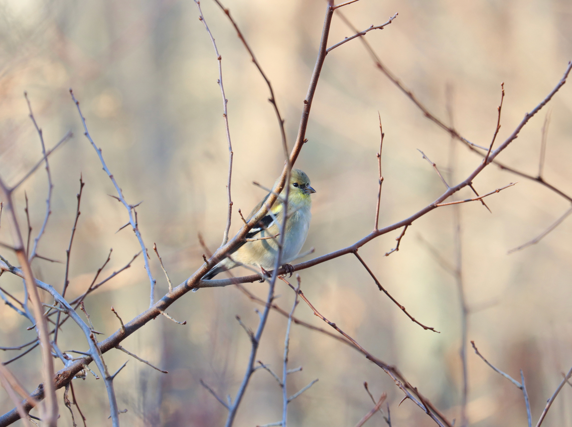 American Goldfinch - Spinus tristis Habitat: Rural backyard<br />
<br />
<figure class="photo"><a href="https://www.jungledragon.com/image/157164/american_goldfinch_-_spinus_tristis.html" title="American Goldfinch - Spinus tristis"><img src="https://s3.amazonaws.com/media.jungledragon.com/images/3232/157164_thumb.jpg?AWSAccessKeyId=05GMT0V3GWVNE7GGM1R2&Expires=1759968010&Signature=gpr%2BMVgIlqRjKvOTFc32OmrPWOM%3D" width="200" height="146" alt="American Goldfinch - Spinus tristis I&#039;ve created the tag &quot;talking to birds&quot; for some of my bird photos. I noticed that when I talk to birds, most tilt their heads and appear to listen. It&#039;s comical and very cute. This bird was so funny -- compare the two photos. This is the one I took while I was talking to it. It tilted its head so far, lol.<br />
<br />
Habitat: Rural backyard<br />
https://www.jungledragon.com/image/157166/american_goldfinch_-_spinus_tristis.html American goldfinch,Geotagged,Spinus,Spinus tristis,United States,Winter,goldfinch,talking to birds" /></a></figure> American goldfinch,Geotagged,Spinus tristis,United States,Winter,goldfinch,spinus