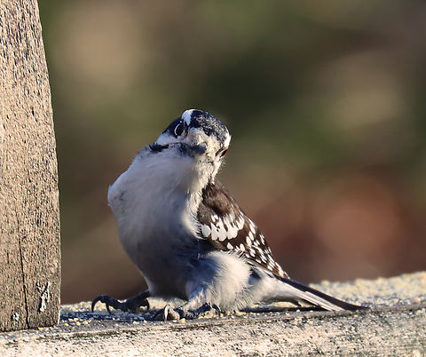 Downy woodpecker - Dryobates pubescens I've created the tag "talking to birds" for some of my bird photos. I noticed that when I talk to birds, most tilt their heads and appear to listen. It's comical and very cute.

Habitat: Rural backyard Downy woodpecker,Dryobates pubescens,Geotagged,United States,Winter,dryobates,talking to birds,woodpecker