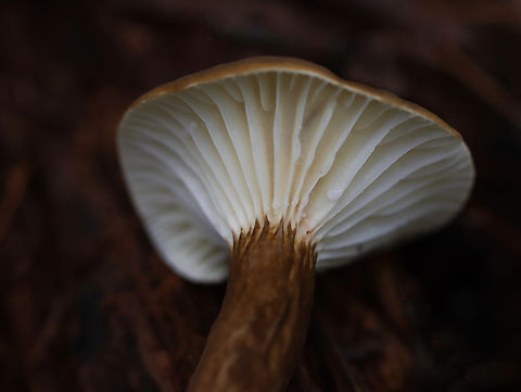 Milkcap Mushroom - Lactifluus gerardii Habitat: Deciduous forest Fungus,Geotagged,Lactifluus gerardii,Summer,United States. Lactifluus,milkcap,mushroom