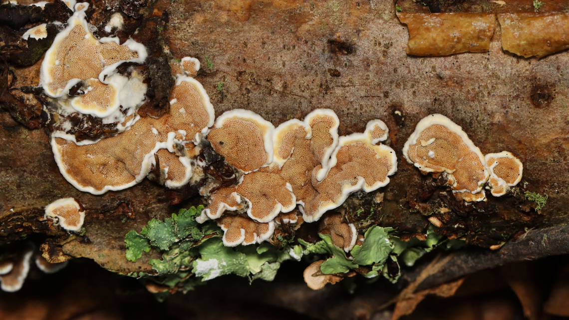 Bi-Colored Bracket - Gloeoporus dichrous Habitat: Growing on hardwood; mixed forest Bi-Colored Bracket,Geotagged,Gloeoporus,Gloeoporus dichrous,Summer,United States,fungus,polypore