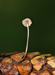 Mushroom growing on a Cone - Mycena sp. Habitat: Conifer cone; mixed forest Geotagged,Summer,United States,cone,conifer,fungus,mushroom,mushroom on cone,mycena