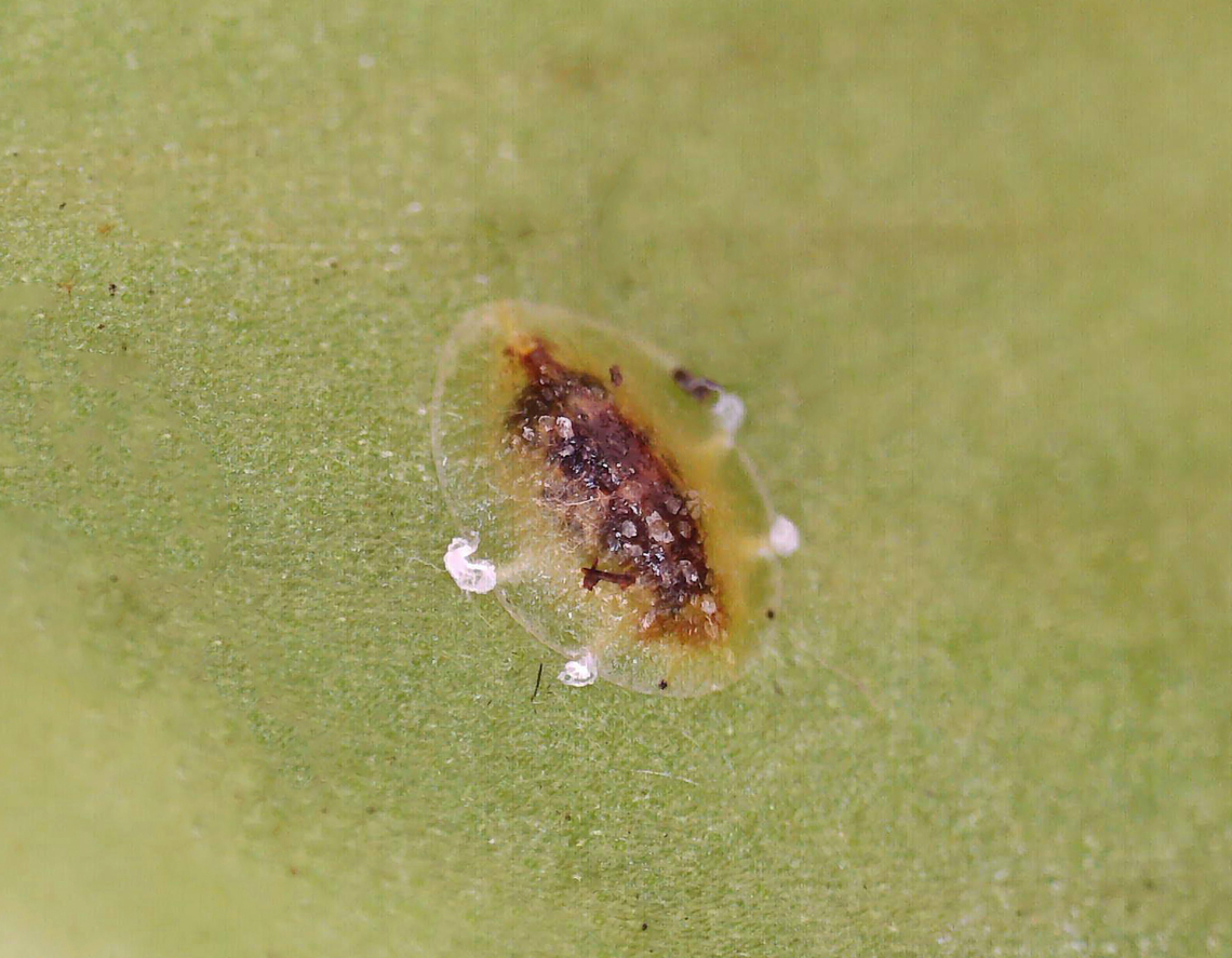 Brown Soft Scale - Coccus hesperidum *Tentative ID<br />
<br />
Habitat: Houseplant Coccinae,Coccus,Coccus hesperidum,Geotagged,United States,brown soft scale,scale,scale insect