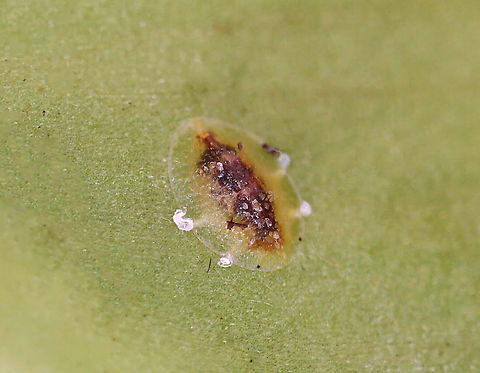 Brown Soft Scale - Coccus hesperidum *Tentative ID

Habitat: Houseplant Coccinae,Coccus,Coccus hesperidum,Geotagged,United States,brown soft scale,scale,scale insect