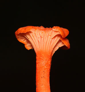 Red Chanterelle - Cantharellus cinnabarinus Habitat: Mixed forest Cantharellus,Cantharellus cinnabarinus,Chanterelle,Geotagged,Red Chanterelle,Summer,United States,fungus,mushroom