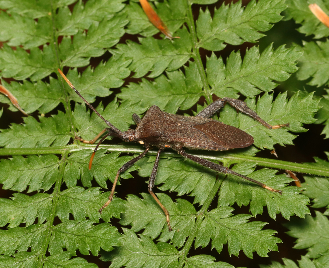 Parasitized Leaf-footed Bug - Acanthocephala terminalis With a tachinid fly egg on it (below the head/on the left side of the pronotum)!<br />
<br />
Habitat: Mixed forest Acanthocephala,Acanthocephala terminalis,Geotagged,Summer,United States,bug,leaf-footed bug