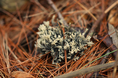 Helminthosphaeria clavariarum on Clavulina cristata Host: Clavulina cristata Clavulina cristata,Geotagged,Helminthosphaeria,Helminthosphaeria clavariarum,Summer,United States,fungus