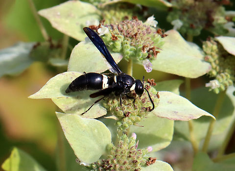 Four-toothed Mason Wasp - Monobia quadridens Habitat: Garden Four-toothed Mason Wasp,Geotagged,Monobia,Monobia quadridens,Summer,United States,mason wasp,wasp