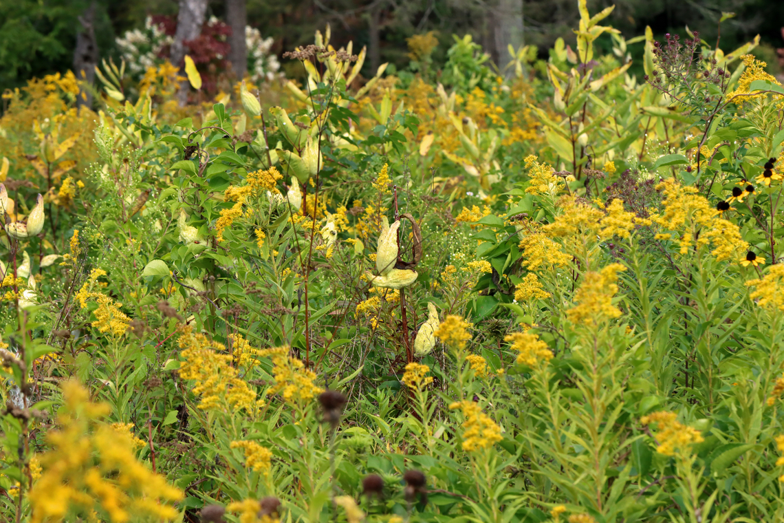 Common Milkweed - Asclepias syriaca Habitat: Surrounded by goldenrod (Solidago); meadow Asclepias syriaca,Common Milkweed,Geotagged,Solidago,Summer,United States,asclepias,goldenrod,milkweed