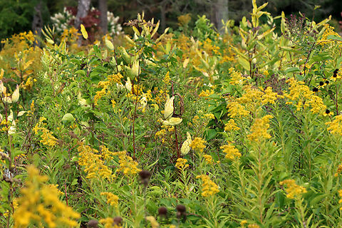 Common Milkweed - Asclepias syriaca Habitat: Surrounded by goldenrod (Solidago); meadow Asclepias syriaca,Common Milkweed,Geotagged,Solidago,Summer,United States,asclepias,goldenrod,milkweed