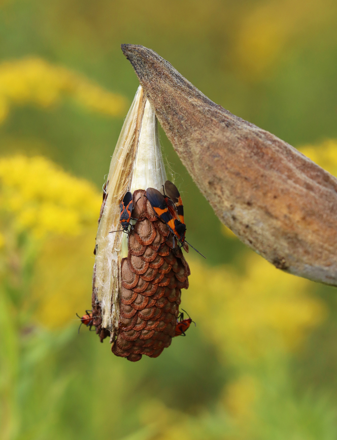 Large Milkweed Bug - Oncopeltus fasciatus With on Lygaeus kalmii.<br />
<br />
Habitat: Meadow Geotagged,Large milkweed bug,Lygaeus kalmii,Oncopeltus fasciatus,Summer,United States,bug,milkweed,milkweed bug,oncopeltus