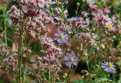 Swamp Aster - Symphyotrichum puniceum Habitat: Meadow Geotagged,Purplestem aster,Summer,Symphyotrichum,Symphyotrichum puniceum,United States,aster,swamp aster