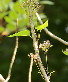 Climbing Hempvine - Mikania scandens Habitat: Swampy forest Climbing Hempvine,Geotagged,Mikania,Mikania scandens,Summer,United States,hempvine