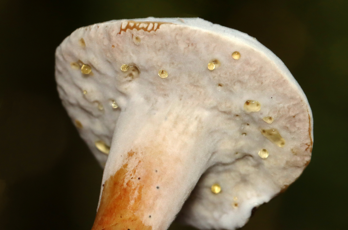 Bolete Eater - Hypomyces chrysospermus The drops of liquid dripping from the pores are called guttation fluid. It consists of mainly water and is a by-product of rapid fungal growth. This liquid will evaporate if the infection is growing slowly, but when it grows quickly, the production of water exceeds the rate of evaporation.<br />
<br />
Habitat: Growing on a bolete; Mixed forest Bolete eater,Geotagged,Hypomyces chrysospermus,Summer,United States,bolete,fungus,hypomyces,parasitic fungus