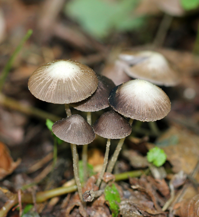Mushrooms - Psathyrella narcotica *Species is tentative<br />
<br />
Habitat: Growing on the ground in a deciduous forest with lots of oak Geotagged,Psathyrella,Psathyrella narcotica,Summer,United States,fungi,fungus,mushrooms