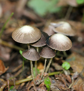 Mushrooms - Psathyrella narcotica *Species is tentative

Habitat: Growing on the ground in a deciduous forest with lots of oak Geotagged,Psathyrella,Psathyrella narcotica,Summer,United States,fungi,fungus,mushrooms