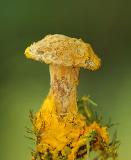 Bolete Eater - Hypomyces chrysospermus It looked like it was covered in cheese dust.

Habitat: Mixed forest
https://www.jungledragon.com/image/157475/bolete_eater_-_hypomyces_chrysospermus.html Bolete eater,Geotagged,Hypomyces chrysospermus,Summer,United States
