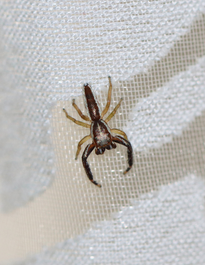 Jumping Spider - Hentzia palmarum Habitat: Curtain Geotagged,Hentz Jumper,Hentzia,Hentzia palmarum,Summer,United States,jumping spider,spider