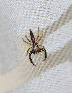 Jumping Spider - Hentzia palmarum Habitat: Curtain Geotagged,Hentz Jumper,Hentzia,Hentzia palmarum,Summer,United States,jumping spider,spider