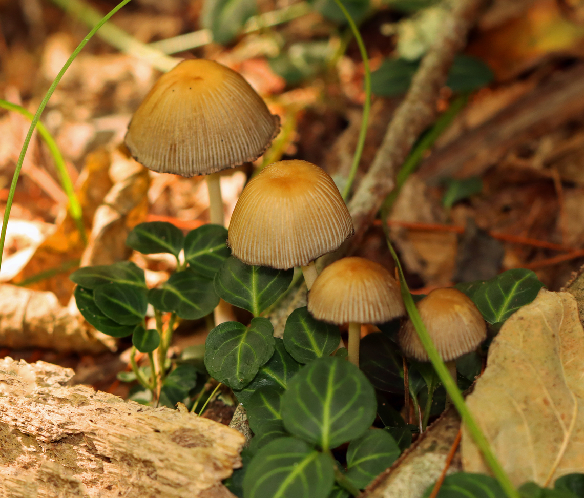 Mica Caps - Coprinellus micaceus Habitat: Mixed forest Coprinellus,Coprinellus micaceus,Geotagged,Mica Cap,Summer,United States,fungi,mushrooms
