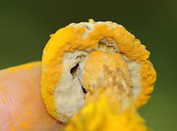 Bolete Eater - Hypomyces chrysospermus It looked like it was covered in cheese dust.<br />
<br />
Habitat: Mixed forest<br />
https://www.jungledragon.com/image/157472/bolete_eater_-_hypomyces_chrysospermus.html Bolete eater,Geotagged,Hypomyces,Hypomyces chrysospermus,Parasitic Fungus,Summer,United States,bolete