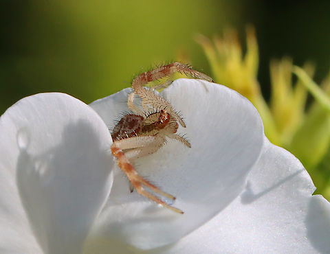 Northern Crab Spider - Mecaphesa asperata Habitat: Garden Geotagged,Mecaphesa,Mecaphesa asperata,Northern Crab Spider,Summer,United States,crab spider,spider