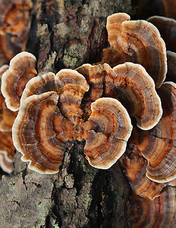Turkey Tail - Trametes versicolor Habitat: Rotting hardwood; mixed forest Geotagged,Summer,Trametes versicolor,Turkey Tail,United States,fungus,mushroom,trametes