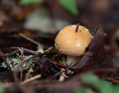 Poison Champagne Amanita - Amanita crenulata Habitat: Mixed forest with pine, oak, and eastern hemlock Amanita crenulata,Geotagged,Poison Champagne Amanita,Summer,United States,amanita,fungus,mushroom