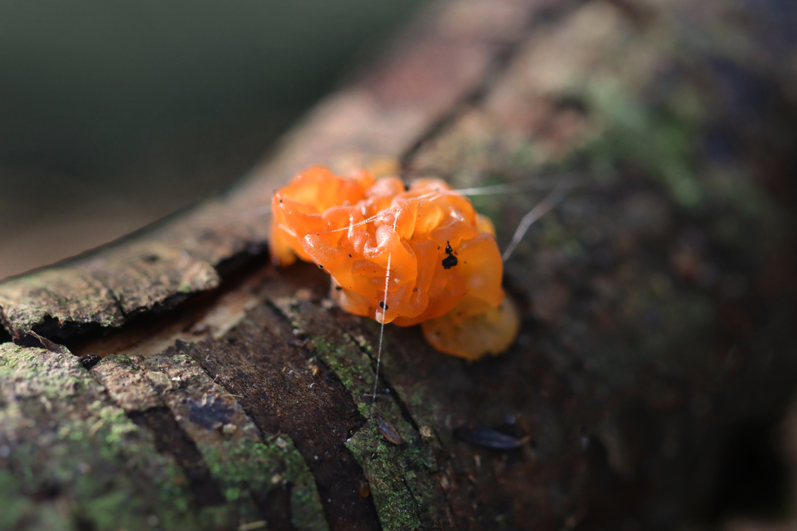 Witch's Butter - Tremella mesenterica Habitat: Rotting hardwood; mixed forest Geotagged,Summer,Tremella,Tremella mesenterica,United States,Witch's Butter,fungus,jelly fungus