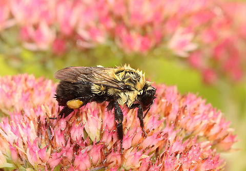 Eastern Bumble Bee - Bombus impatiens A very wet bee.

Habitat: Garden Bombus,Bombus impatiens,Common Eastern Bumble Bee,Geotagged,Summer,United States,bee,bumble bee
