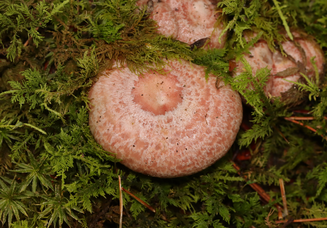 Milkcaps - Lactarius subpurpureus Habitat: Moss-covered, rotting wood; mixed forest Geotagged,Lactarius,Lactarius subpurpureus,Summer,United States,fungus,milkcap,mushroom