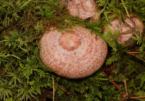 Milkcaps - Lactarius subpurpureus Habitat: Moss-covered, rotting wood; mixed forest Geotagged,Lactarius,Lactarius subpurpureus,Summer,United States,fungus,milkcap,mushroom