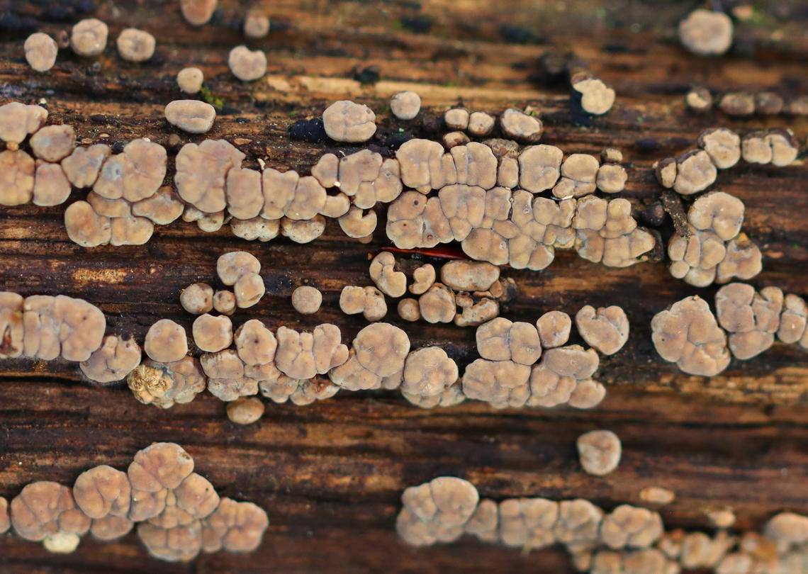 Ceramic Parchment - Xylobolus frustulatus Habitat: Rotting log; mixed forest Ceramic Parchment,Geotagged,Summer,United States,Xylobolus,Xylobolus frustulatus,ceramic fungus,fungus