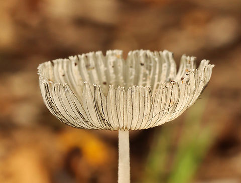 Pleated Inkcap - Parasola plicatilis Habitat: Growing at the forest edge Geotagged,Parasola,Parasola plicatilis,Pleated Inkcap,Summer,United States,fungus,inkcap,mushroom
