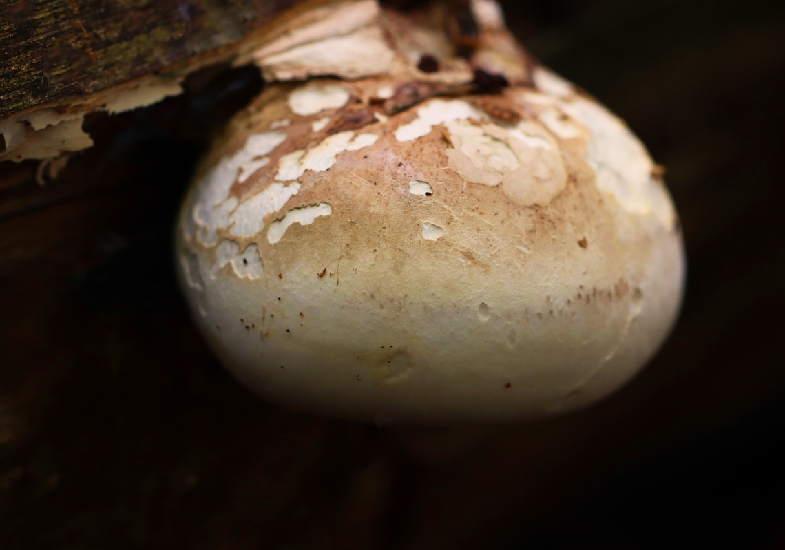 Birch Polypore - Fomitopsis betulina Habitat: Hardwood; mixed forest Birch polypore,Fomitopsis,Fomitopsis betulina,Geotagged,Summer,United States,fungus,mushroom,polypore
