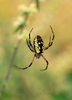 Yellow Garden Spider - Argiope aurantia Habitat: Meadow Argiope,Argiope aurantia,Geotagged,Summer,United States,Yellow Garden Spider,garden spider,spider