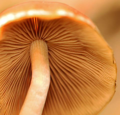 Common Stump Brittlestem - Psathyrella piluliformis Habitat: Rotting wood; mixed forest
https://www.jungledragon.com/image/157529/common_stump_brittlestem_-_psathyrella_piluliformis.html Common Stump Brittlestem,Geotagged,Psathyrella piluliformis,Summer,United States