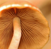 Common Stump Brittlestem - Psathyrella piluliformis Habitat: Rotting wood; mixed forest<br />
https://www.jungledragon.com/image/157529/common_stump_brittlestem_-_psathyrella_piluliformis.html Common Stump Brittlestem,Geotagged,Psathyrella piluliformis,Summer,United States
