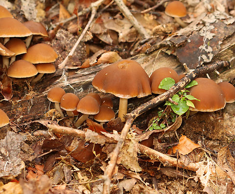Common Stump Brittlestem - Psathyrella piluliformis Habitat: Rotting wood; mixed forest
https://www.jungledragon.com/image/157528/common_stump_brittlestem_-_psathyrella_piluliformis.html Common Stump Brittlestem,Geotagged,Psathyrella,Psathyrella piluliformis,Summer,United States,fungus,mushroom