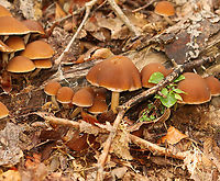 Common Stump Brittlestem - Psathyrella piluliformis Habitat: Rotting wood; mixed forest<br />
https://www.jungledragon.com/image/157528/common_stump_brittlestem_-_psathyrella_piluliformis.html Common Stump Brittlestem,Geotagged,Psathyrella,Psathyrella piluliformis,Summer,United States,fungus,mushroom