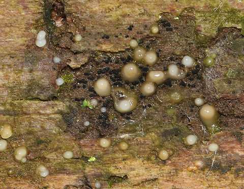 Helicogloea compressa Habitat: Rotting, decorticated wood; mixed forest Fungi Imperfecti,Geotagged,Helicogloea,Helicogloea compressa,Leucogloea compressa,Summer,United States,anamorph fungus,fungus