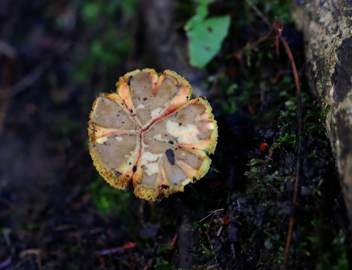 Mushroom - Xerocomellus? Xerocomellus truncatus?<br />
<br />
Habitat: Growing under eastern hemlock in a mixed forest.<br />
<figure class="photo"><a href="https://www.jungledragon.com/image/157533/mushroom_-_xerocomellus.html" title="Mushroom - Xerocomellus?"><img src="https://s3.amazonaws.com/media.jungledragon.com/images/3232/157533_thumb.jpg?AWSAccessKeyId=05GMT0V3GWVNE7GGM1R2&Expires=1759968010&Signature=gvsOnAsaOSBJy%2FFWaEa9EfRKvI0%3D" width="200" height="152" alt="Mushroom - Xerocomellus? Xerocomellus truncatus?<br />
<br />
Habitat: Growing under eastern hemlock in a mixed forest.<br />
https://www.jungledragon.com/image/157532/mushroom_-_xerocomellus.html Geotagged,Summer,United States" /></a></figure> Geotagged,Summer,United States,Xerocomellus,fungus,mushroom