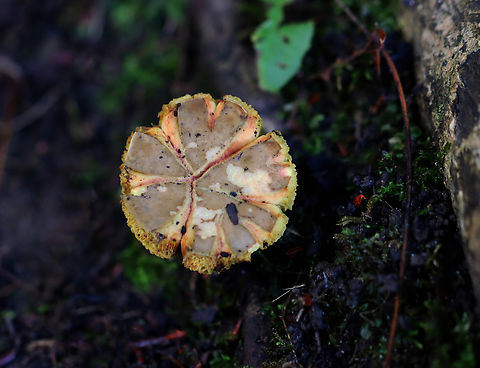 Mushroom - Xerocomellus? Xerocomellus truncatus?

Habitat: Growing under eastern hemlock in a mixed forest.
https://www.jungledragon.com/image/157533/mushroom_-_xerocomellus.html Geotagged,Summer,United States,Xerocomellus,fungus,mushroom