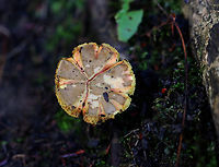 Mushroom - Xerocomellus? Xerocomellus truncatus?<br />
<br />
Habitat: Growing under eastern hemlock in a mixed forest.<br />
https://www.jungledragon.com/image/157533/mushroom_-_xerocomellus.html Geotagged,Summer,United States,Xerocomellus,fungus,mushroom