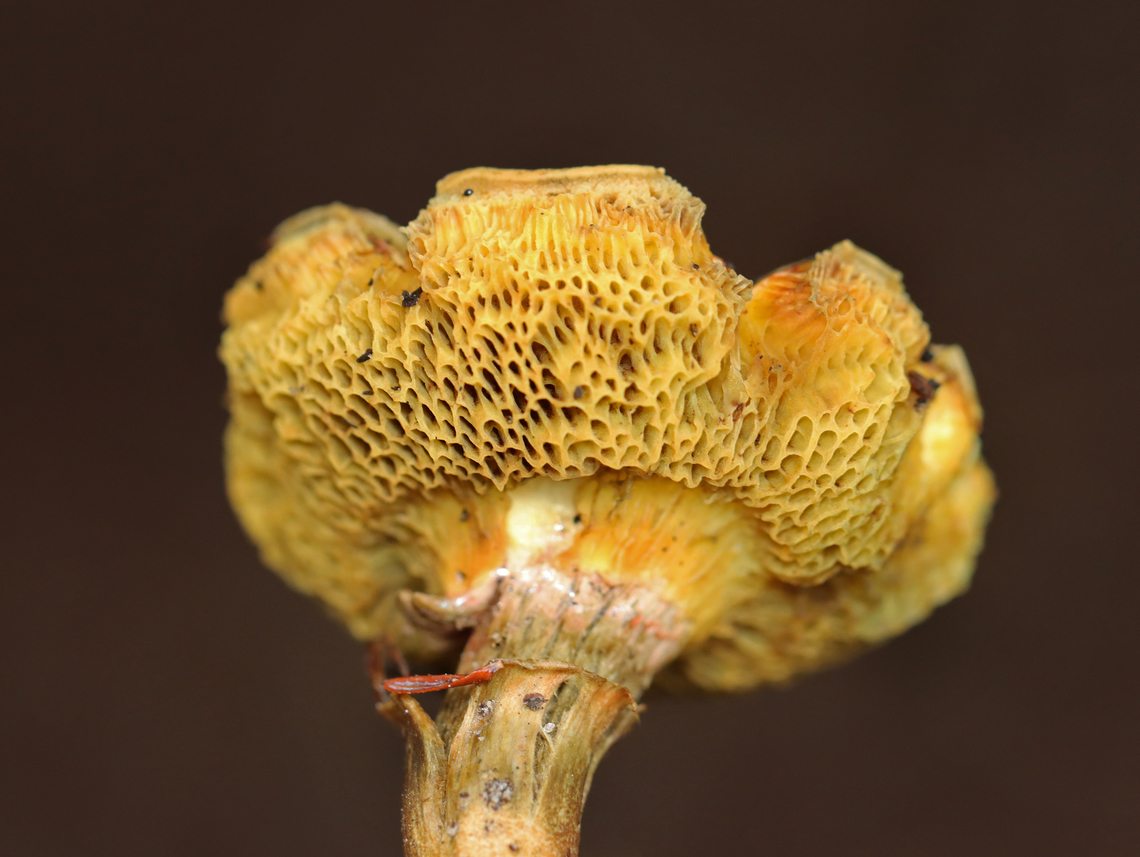 Mushroom - Xerocomellus? Xerocomellus truncatus?<br />
<br />
Habitat: Growing under eastern hemlock in a mixed forest.<br />
<figure class="photo"><a href="https://www.jungledragon.com/image/157532/mushroom_-_xerocomellus.html" title="Mushroom - Xerocomellus?"><img src="https://s3.amazonaws.com/media.jungledragon.com/images/3232/157532_thumb.jpg?AWSAccessKeyId=05GMT0V3GWVNE7GGM1R2&Expires=1759968010&Signature=vl0a2bhQbAmGhQpqiinTxoiZv68%3D" width="200" height="154" alt="Mushroom - Xerocomellus? Xerocomellus truncatus?<br />
<br />
Habitat: Growing under eastern hemlock in a mixed forest.<br />
https://www.jungledragon.com/image/157533/mushroom_-_xerocomellus.html Geotagged,Summer,United States,Xerocomellus,fungus,mushroom" /></a></figure> Geotagged,Summer,United States