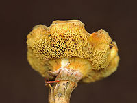Mushroom - Xerocomellus? Xerocomellus truncatus?<br />
<br />
Habitat: Growing under eastern hemlock in a mixed forest.<br />
https://www.jungledragon.com/image/157532/mushroom_-_xerocomellus.html Geotagged,Summer,United States