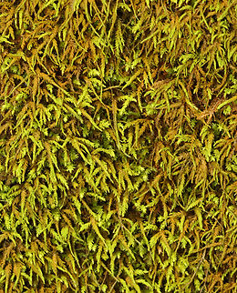 Anomodon Moss - Pseudanomodon attenuatus Habitat: Growing on bark; Mixed forest Geotagged,Pseudanomodon,Pseudanomodon attenuatus,Summer,United States,anomodon moss,moss,poodle moss,tree-skirt moss