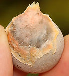 Slime mold - Lycogala flavofuscum Growing on hardwood -- on a tree that had been gnawed by a beaver.<br />
https://www.jungledragon.com/image/157604/slime_mold_-_lycogala_flavofuscum.html Geotagged,Lycogala flavofuscum,Summer,United States